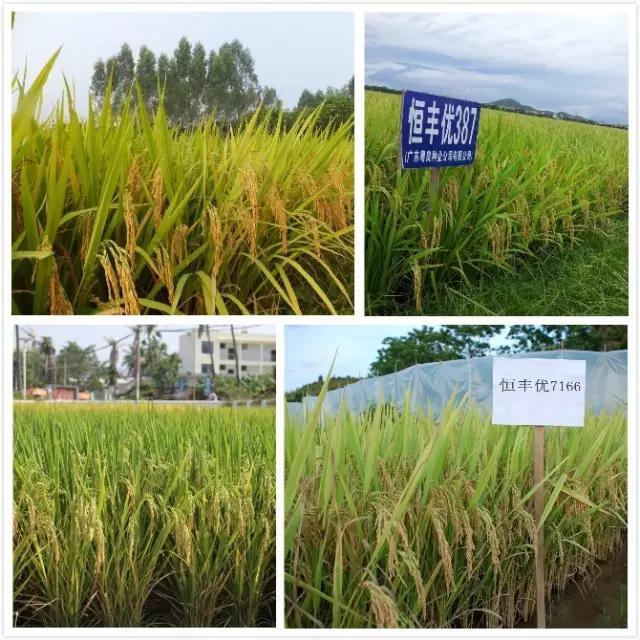 刘康平：面向目标市场定向选育最适合的水稻品种