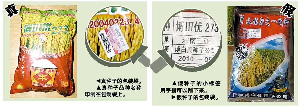 五华查获5种假谷种